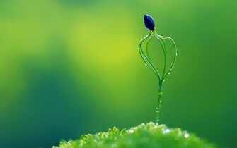 The Power Of Life Natural Plants Wallpaper World