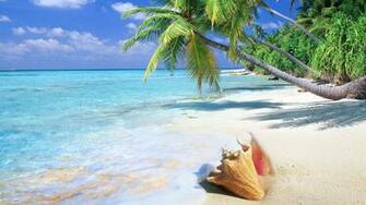 HD Wallpaper Tropical Beach Shell Wallpaper55 Best