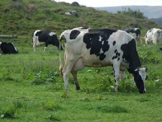 Dairy Cow Wallpaper HD In Animals Imageci