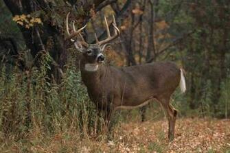 Monster Whitetail Deer Buck Wallpaper Quiz How Well Do You