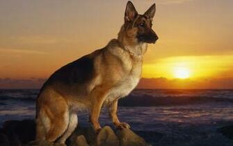 Shepherd On The Shore Wallpaper And Image Pictures