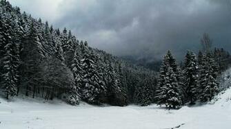 Snow Forest Wallpaper Wallpoper
