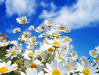 Picture Spring Flower Cool Background Wallpaper HD