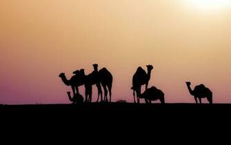 Silhouette Wallpaper Animal Desktop Background