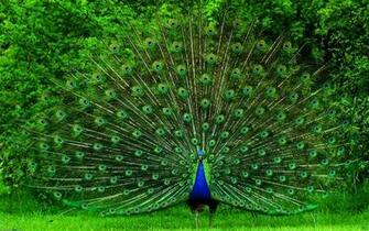 Peacock HD Wallpaper Pictures Image Background Photos