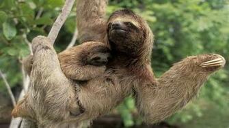 Astronaut Sloth Wallpaper Funny High