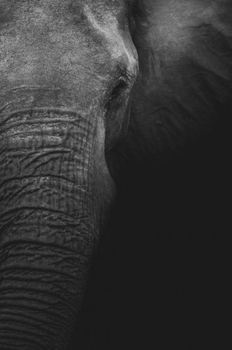 Elephant Wallpaper HD Hq