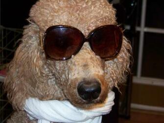 Poodle Pups The Dog Wallpaper Best