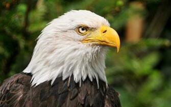 Wallpaper Eagle Desktop