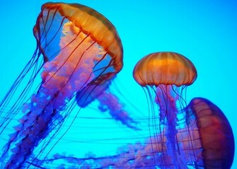 Jellyfish Computer Wallpaper Desktop Background Id