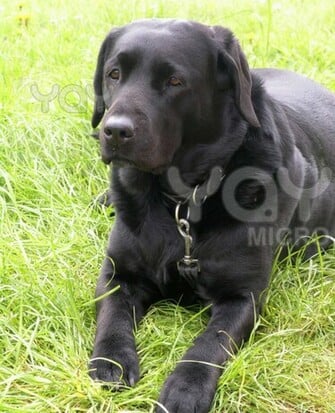 Black Labrador Dog Animals Wallpaper Dogs