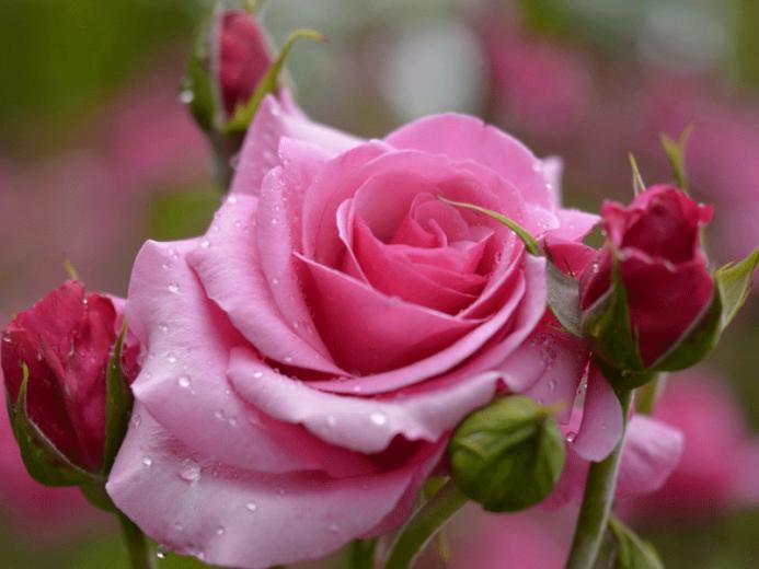 Pink Rose