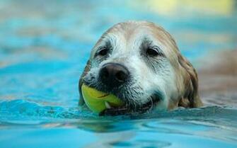 Dogs In Summer Windows Theme Dog S Water Play