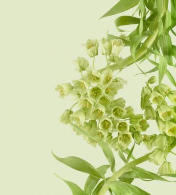 Pixel Wallpaper Leak W Colorful Plant And Flower Theme