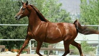 Arabian Horse Wallpaper Pictures Image