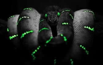 Scary Snakes HD Wallpaper In Animals Imageci