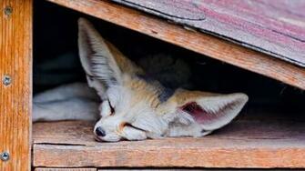 Fennec Fox Computer Wallpaper Desktop Background