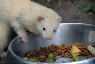 White Common Ferret By 8twilightangel8