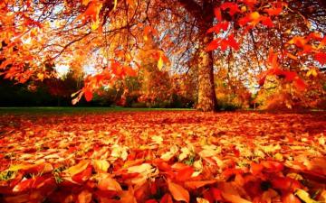 Autumn Wallpaper