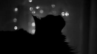 Cat Silhouette HD Desktop Wallpaper Widescreen High Definition