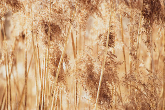 Pampas Grass Background Wallpaper