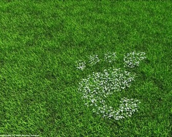 Garden Gnome Background