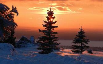 Winter Sunset Pine Tree Wallpaper