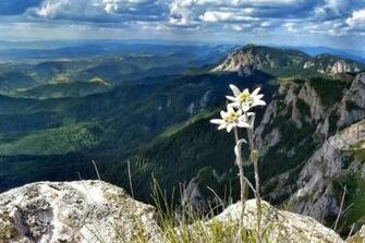 Awesome Edelweiss Wall Paper Wallpaper