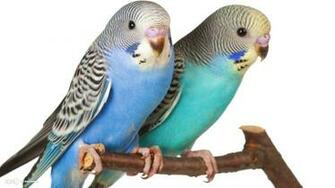 Budgie Wallpaper Birds HD Background