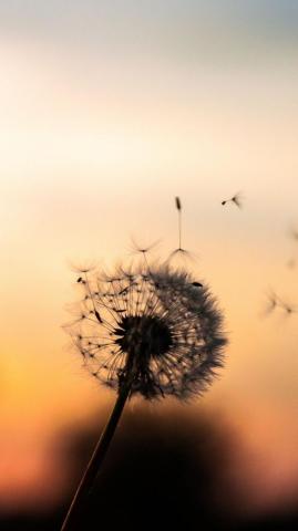Dandelion Wallpaper Pretty