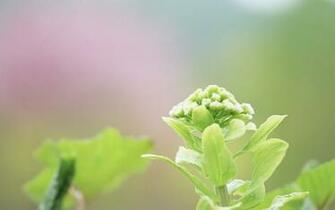 HD Fresh Green Leafs Wallpaper Good For Eyes Protection