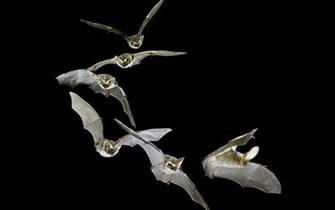 Beautiful Wallpaper Bats