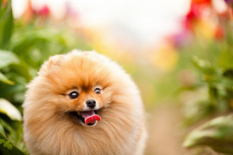 Pomeranian Wallpaper Desktop