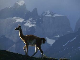 Mountain Llama Wallpaper In Resolution