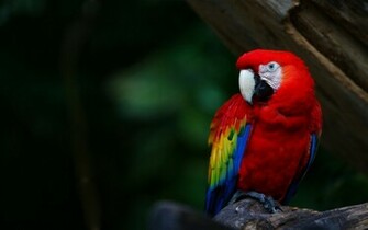 Parrot Bird Wallpaper