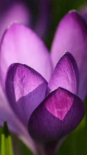 WallpaperHD HD Wallpaper Spring Flower iPhone 5s