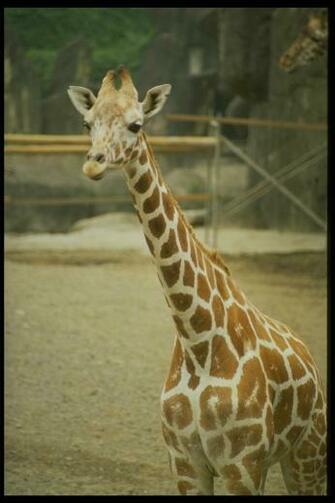 Source Url Friendak Eng Animals Html