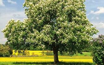 Trees Most Beautiful Places In The World Wallpaper