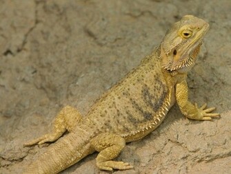 Bearded Dragon Pictures Wallpaper Of