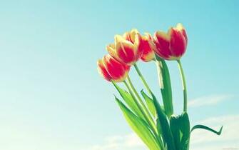Day Beautiful Flower Very Nice Wallpaper HD