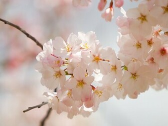 Amazing Spring Flowers Wallpaper Entertainment World