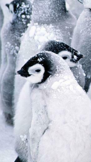 Penguin Mobile Wallpaper Mobiles Wall