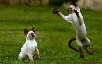 Nature Cats Animals Siamese HD Wallpaper Landscapes