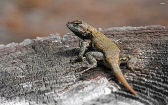 Explore The Collection Reptiles Lizards Lizard