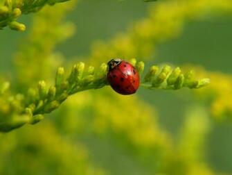 Ladybug Wallpaper First HD