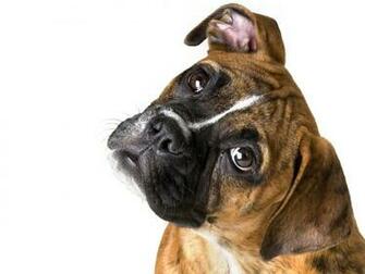 Wallpaper Boxer Dog