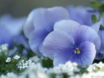 Light Blue Pansy Flowers Violets Wallpaper Pictures