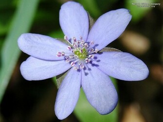 Cool Flower Wallpaper