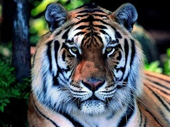 Tiger Screensaver Screensavers