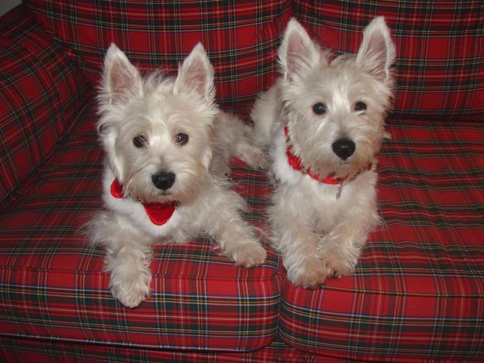 Westie Dogs Wallpaper Background Desktop